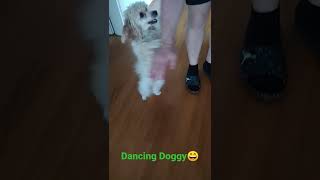 Dancing Dog😄 #shorts #dog #dancing #dance