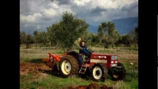 Φύτεμα Ζέας στην Εύβοια - Ιανουάριος 2013