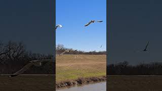 A group of Herring Gulls over clear blue skies 🕊️🙂