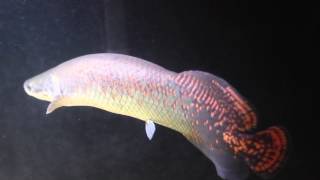 Arapaima