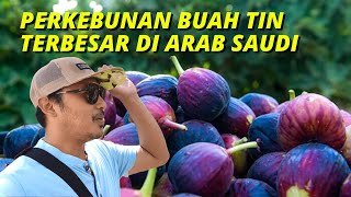 GLEDAH PERKEBUNAN BUAH TIN TERBESAR DI ARAB SAUDI