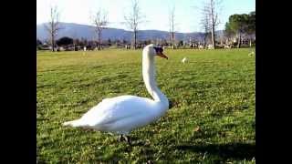 The Lonely Mute Swan