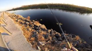 my first bowfin