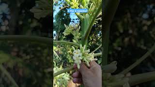 a flor do mamão macho é remédio?