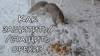 Кому достанутся орехи? #shorts