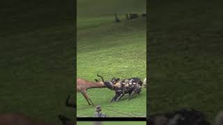 3 wild dogs biting the poor little deer