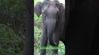 An angry Asiatic elephant charging at the vehicle| #indianwildlife #animals #elephant #wildlife