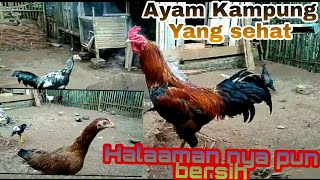 Ayam kampung yang sehat