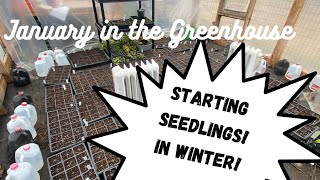 Starting seedlings in the Greenhouse in January? YES!