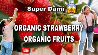 Harvesting Organic Fruits 😍😘 || CHERRY, STRAWBERRY, RAPSBERRY, BLACKBERRY, and more 😍