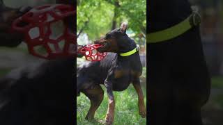 Doberman Pinschers - The Fearless Guardians - Shorts