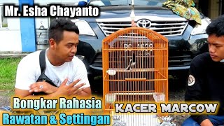 Ngobrol Santai Bersama om Esha Seputar Rawatan dan setingan Kacer Marcow