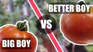 Tomato Tasting (Big Boy vs Better Boy) [Adv.4]