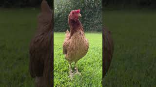 பல்லி மாதிரி இருந்துகிட்டு வில்லி மாதிரி பேசுறா 🐔🐓 #funny_chicken #kozhi_koothugal #funny #shorts 🤣😂