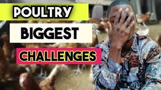 Problems of poultry farming in 2024 and solution | chicken farming|layers farming.