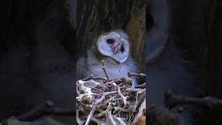 Curious baby - barn owlet #owl #birds #baby #birdofprey #wildlife #birdlovers #cutebaby #cuteanimals