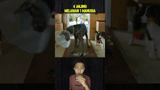 4 ANJING MELAWAN 1 MANUSIA #film #storytelling