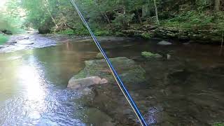 Tough Fly Fishing a PA Class A Wild Trout Stream