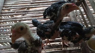 MEMELIHARA ANAK AYAM BANGKOK - BELAJAR MEMBUDIDAYAKAN - SUASANA KAMPUNG SUNDA