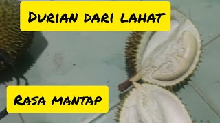 Belah durian dari lahat di fajar bulan lampung barat