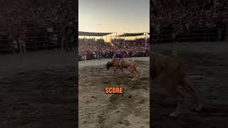 Bull Riding Is Intense! (@diegos_4500)