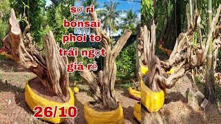 Sơ ri bonsai,phoi to, đẹp, trái ngọt ,giá rẻ "Cây Kiểng Quốc Cung "