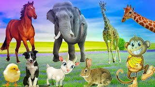 Cute animals around us - Deer, Rabbit - Relaxing Sounds with Domestic Animals for Tranquility in HD