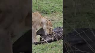 Lionesses eating a wild beest in kyena #shorts #lionessesvswildbeest