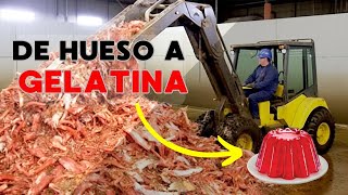 COMO se HACE la GELATINA / Cómo se PRODUCE la GELATINA [PROCESO COMPLETO] / GELATINA Industrial