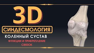 Связки Коленного Сустава - 3D Анатомия Связок - Часть 1