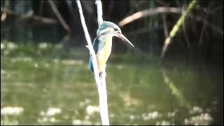 Nuestras aves:  El martín pescador