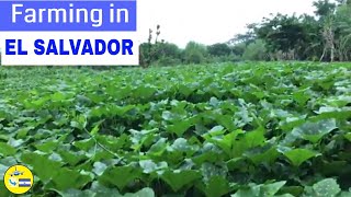 "LITTLE FARM" IN EL SALVADOR THAT MOST SALVADOREANS HAVE IN THEIR BACKYARDS