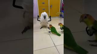 parrot fish parrot and small parrot fight