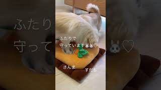 気づけばふたりでパトロール🥕にんじん収穫隊🐰🐰さんまとすだち #犬 #犬のいる暮らし #多頭飼い #日常 #癒し