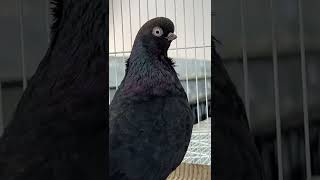 Pigeon- black beauty