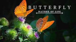 Butterfly in 4K- Most Beautiful Butterfly and Relaxation Music