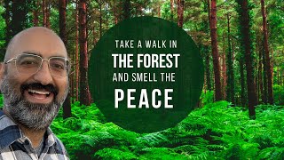 Forest Walk Guided Meditation - Ease Your Stress and Anxiety