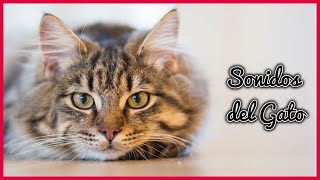 SONIDOS del GATO (15 Minutos) 🐈🎶🔊