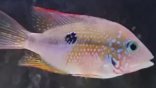 Ellioti breeding. How to breed Ellioti cichlids. Eggs hatching and taking care of the new born fry