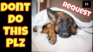 German shepherd is not the best dog breed for you | Request to all new dog owners | Petsinfomania