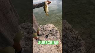 dirt mines bass!!! #susbcribe #largemouthbass #freshwater #fishing #outdoors