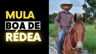 Mula boa de rédea I Paulo Mori