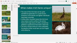 The Irish hare - a webinar with Karina Dingerkus