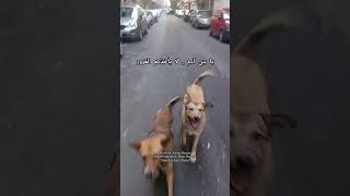 #dogs #الرفق_بالحيوان #كلاب_الشوارع