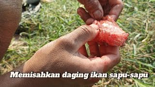 MUDAH NYA CARA FILET || MEMISAHKAN DAGING IKAN SAPU SAPU ❗