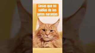 LO  que NO sabías de los gatos naranjas #gatos #gatosnaranjas #orangecat #shorts