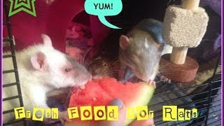 Fresh Food for Rats