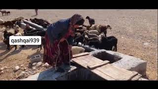 Women work hard in nomad life | Iran | #sheep #lifestyle