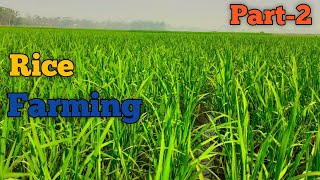 Rice Farming in Bangladesh || Part-2 ||