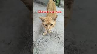 Minuman oyen rasa jeruk #catlover #cat #funny #funnycats